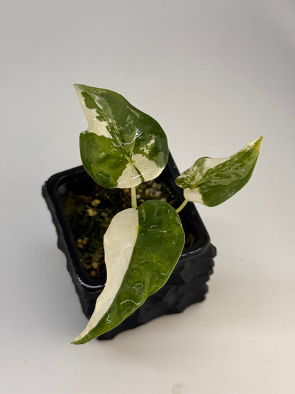 Alocasia Cuculatta „Wagyu“ Albo Variegata