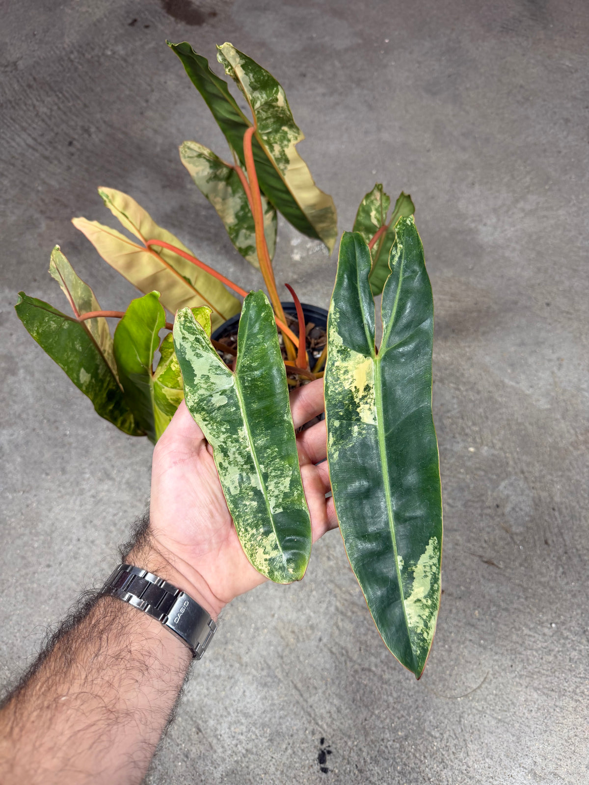 Philodendron Billitiae Variegata