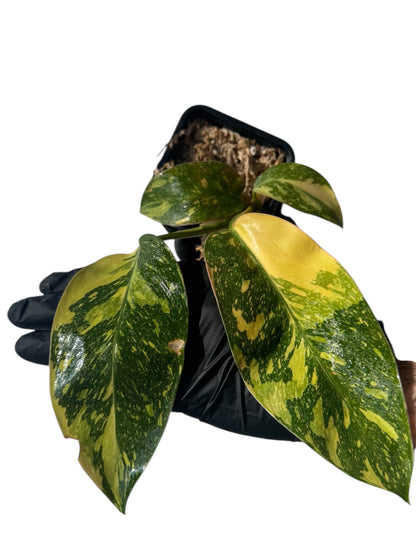 Philodendron Green Congo Hybrid Variegata Green and White Plants