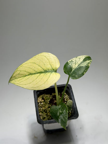 Monstera White Monster