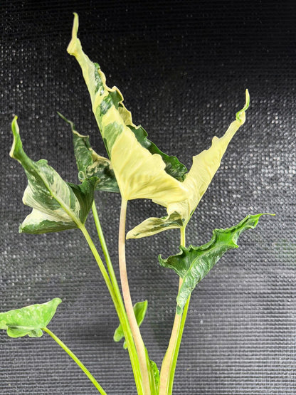 Maßgefertigte Alocasia-Zwiebeln – Regal Shield albo, Crinkless albo, Lauterbachiana albo, Pseudo Sanderiana Pink (Gratisgeschenk)