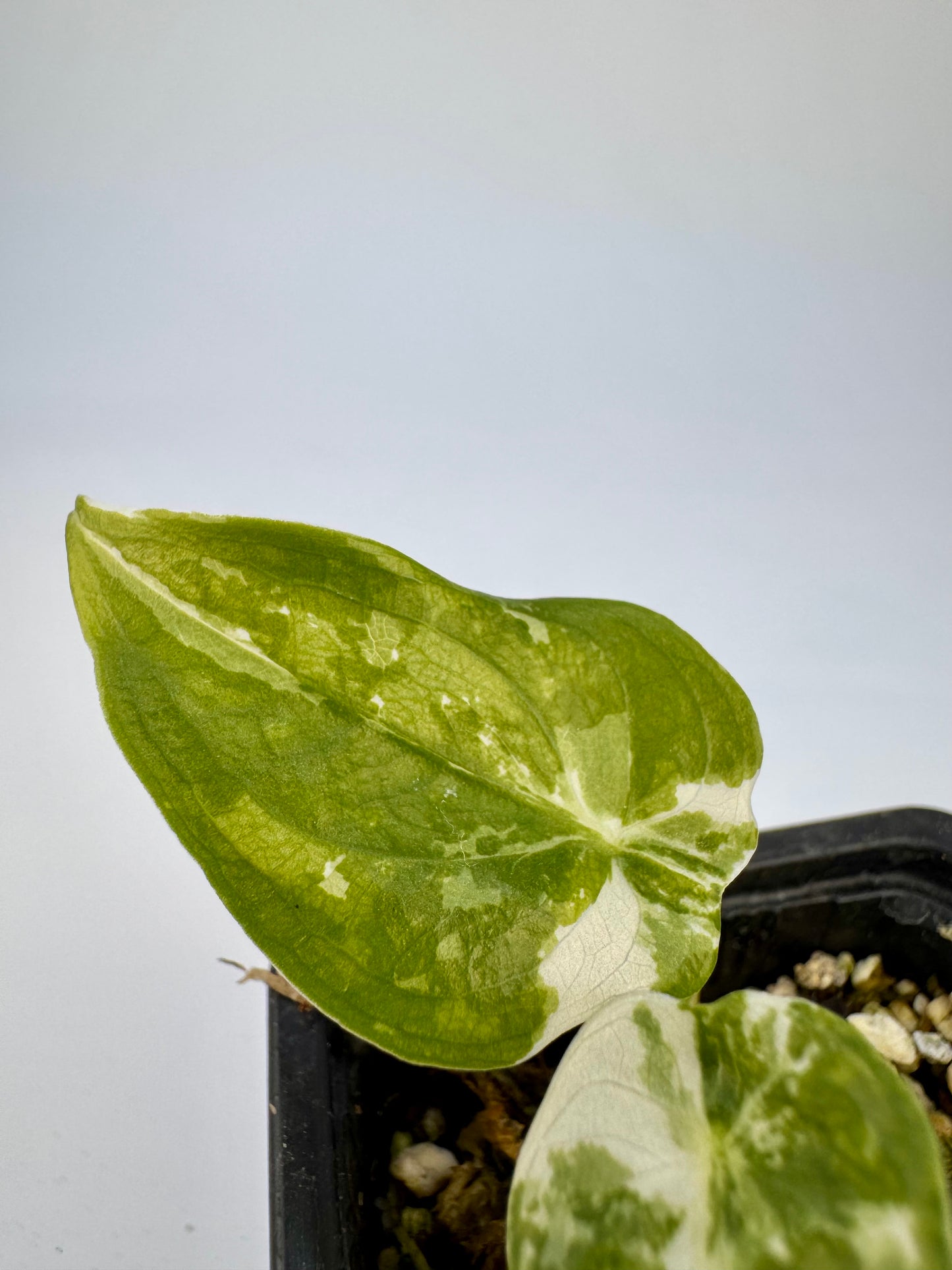 Alocasia Cuculatta « Wagyu » Albo Variegata