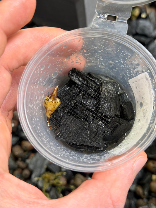 Alocasia Simpo Albo - Bulbe