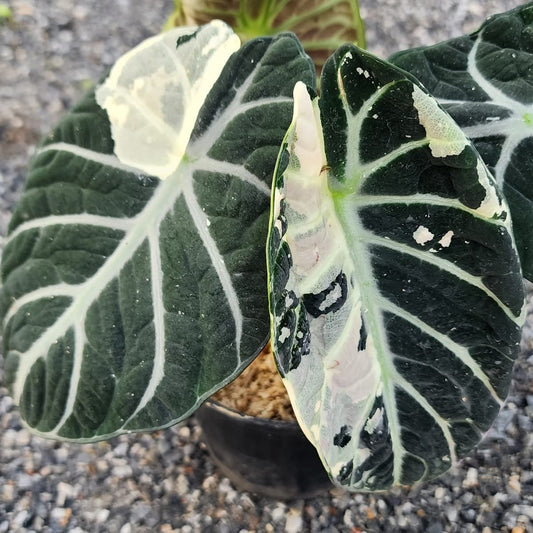 Alocasia Ninja Albo Variegata - Précommande Green and White Plants