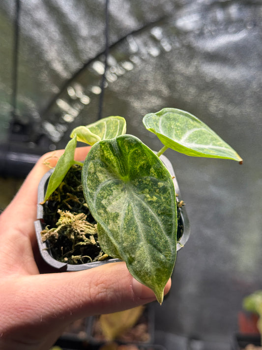 Black Velevet Ninja Tricolor