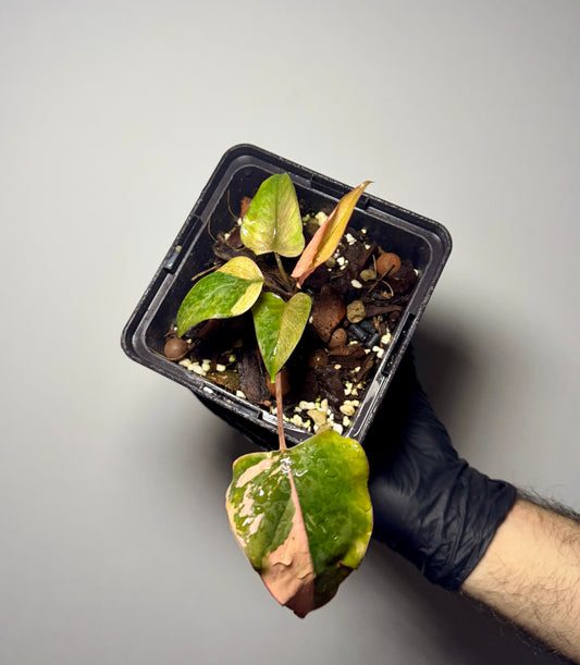 Homalomena Cf. Aromatica Pink Diamond Green and White Plants