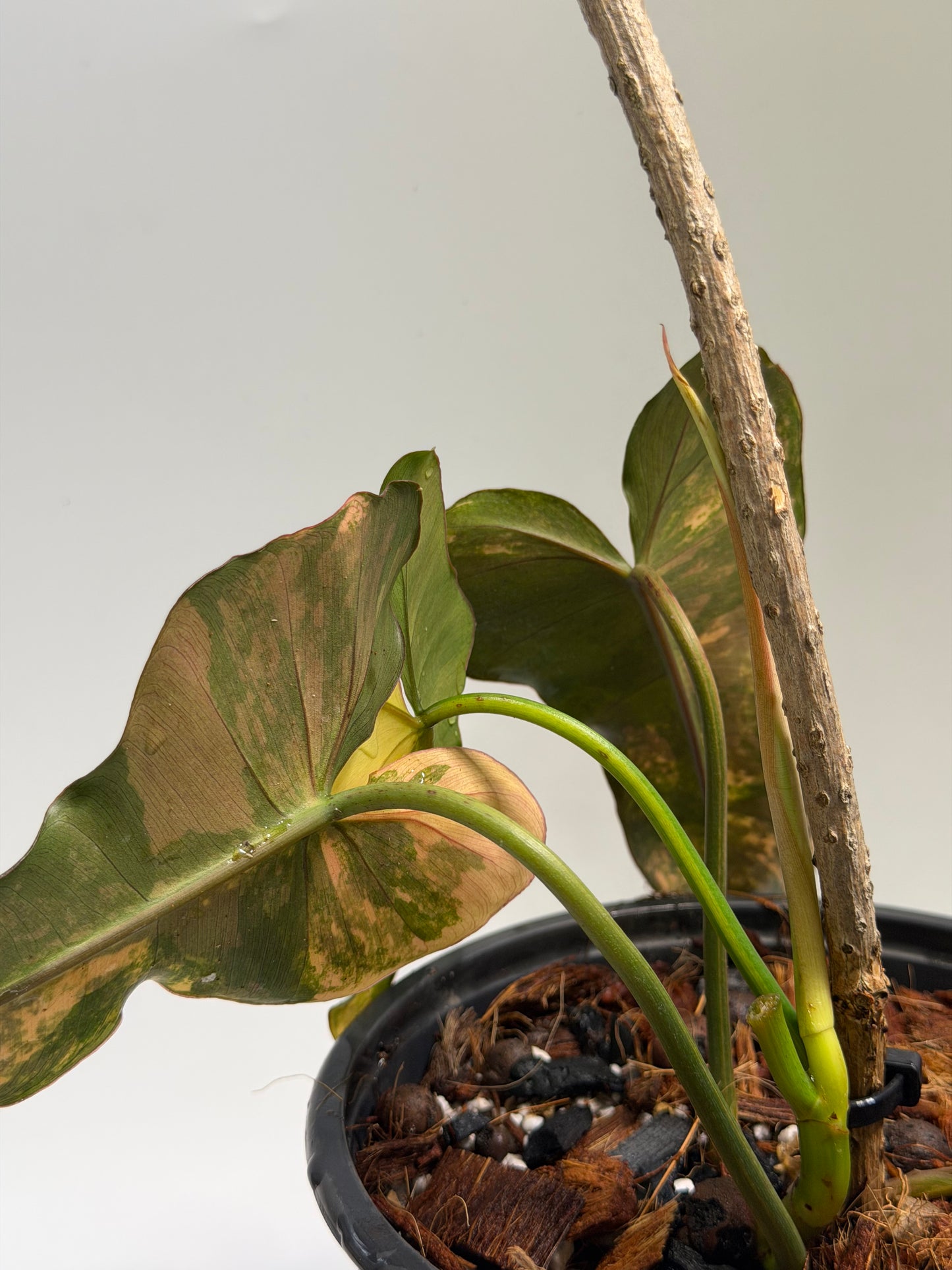 Philodendron Black Billitiae x Florida Beauty