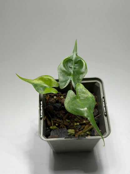 Alocasia Stingray Aurea Mint
