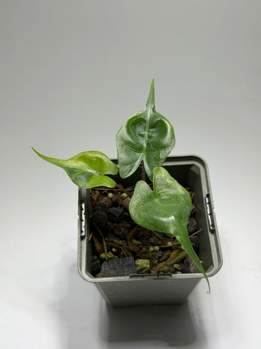 Alocasia Stingray Aurea Mint