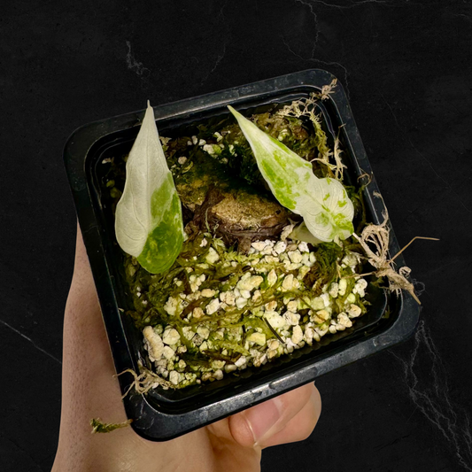 Alocasia Cuculatta «Wagyu» Albo Variegata - Section (1/2 leaves)