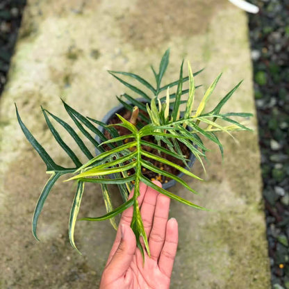 Philodendron Tortum Variegata
