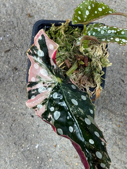 Bégonia Maculata Pink Variegata