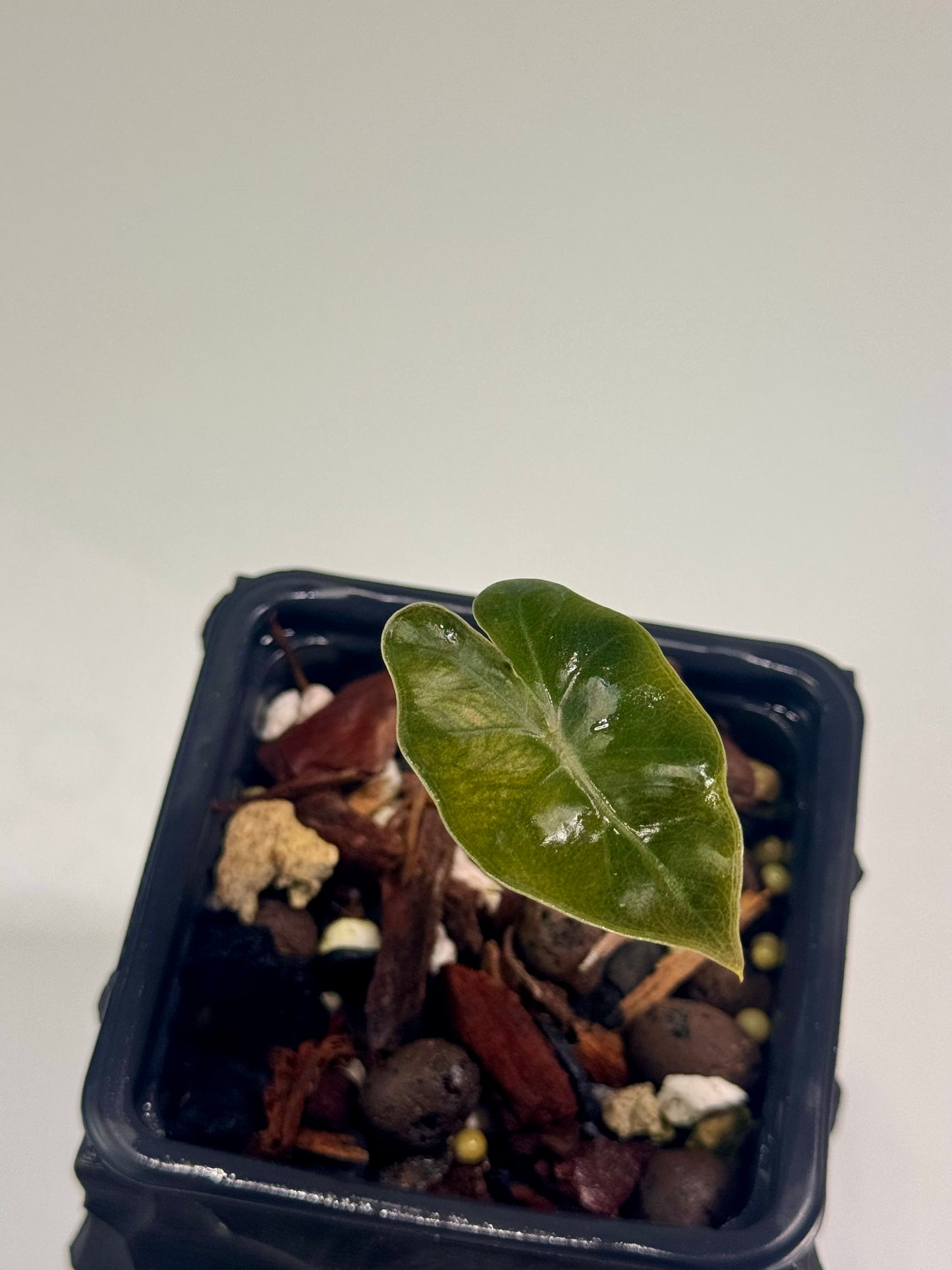 Alocasia Pseudo Sanderiana Pink