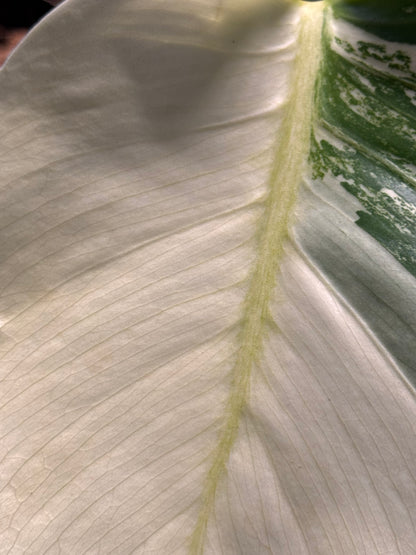 Monstera Jungle Mint