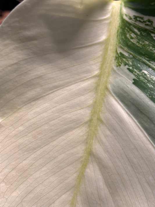 Monstera Jungle Mint