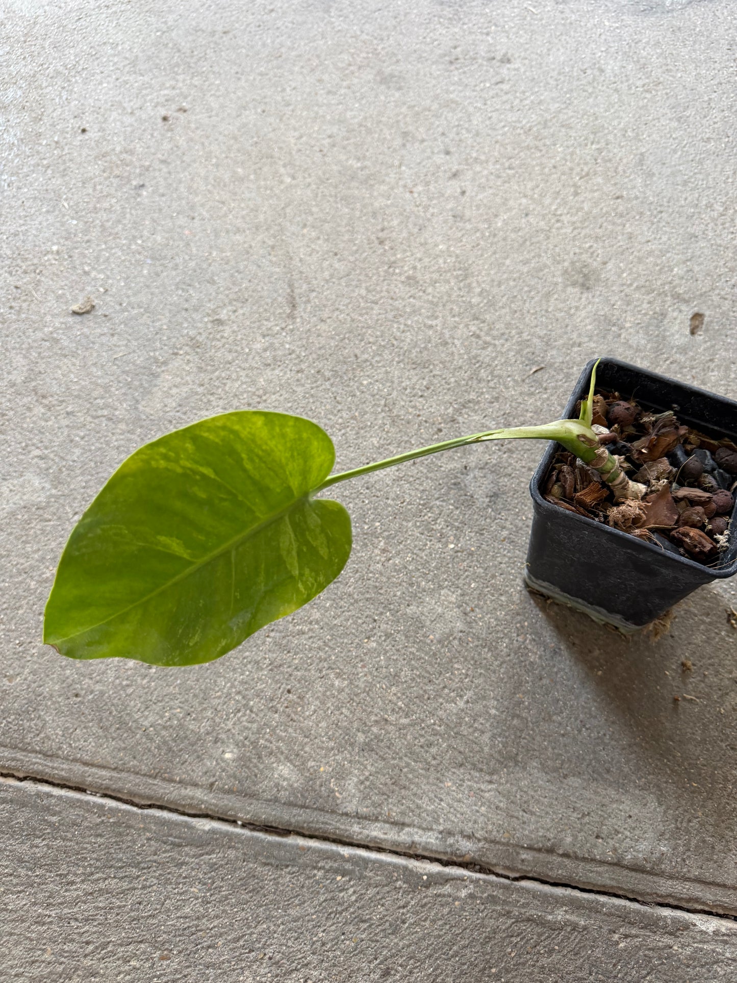 Monstera Jungle Mint