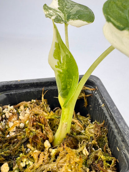 Alocasia Cuculatta « Wagyu » Albo Variegata