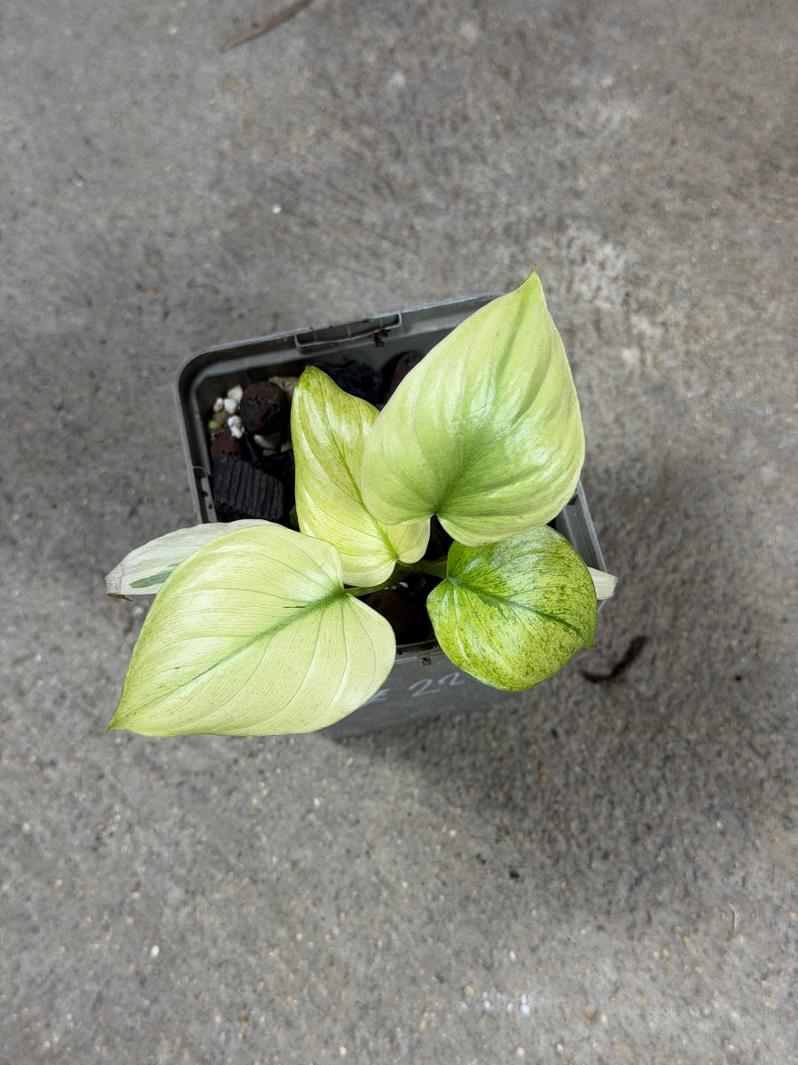 Homalomena Full Mint - Frank