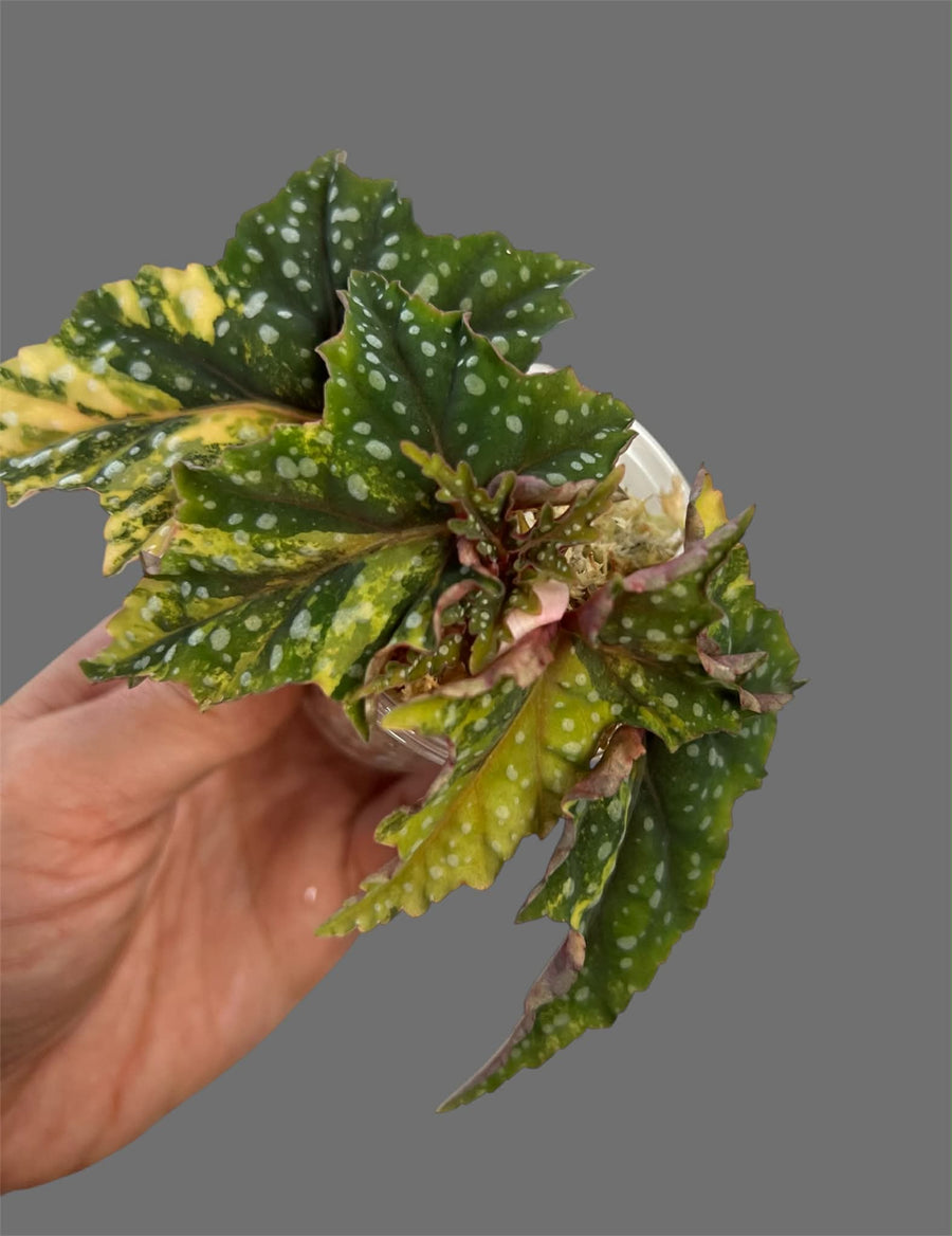 Begonia Izumo