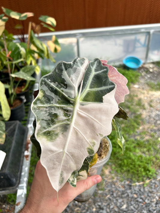 Alocasia Amazonica Pink/Mint Mature - Sur Mesure