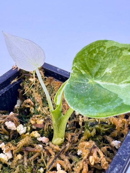 Alocasia Cuculatta « Wagyu » Albo Variegata