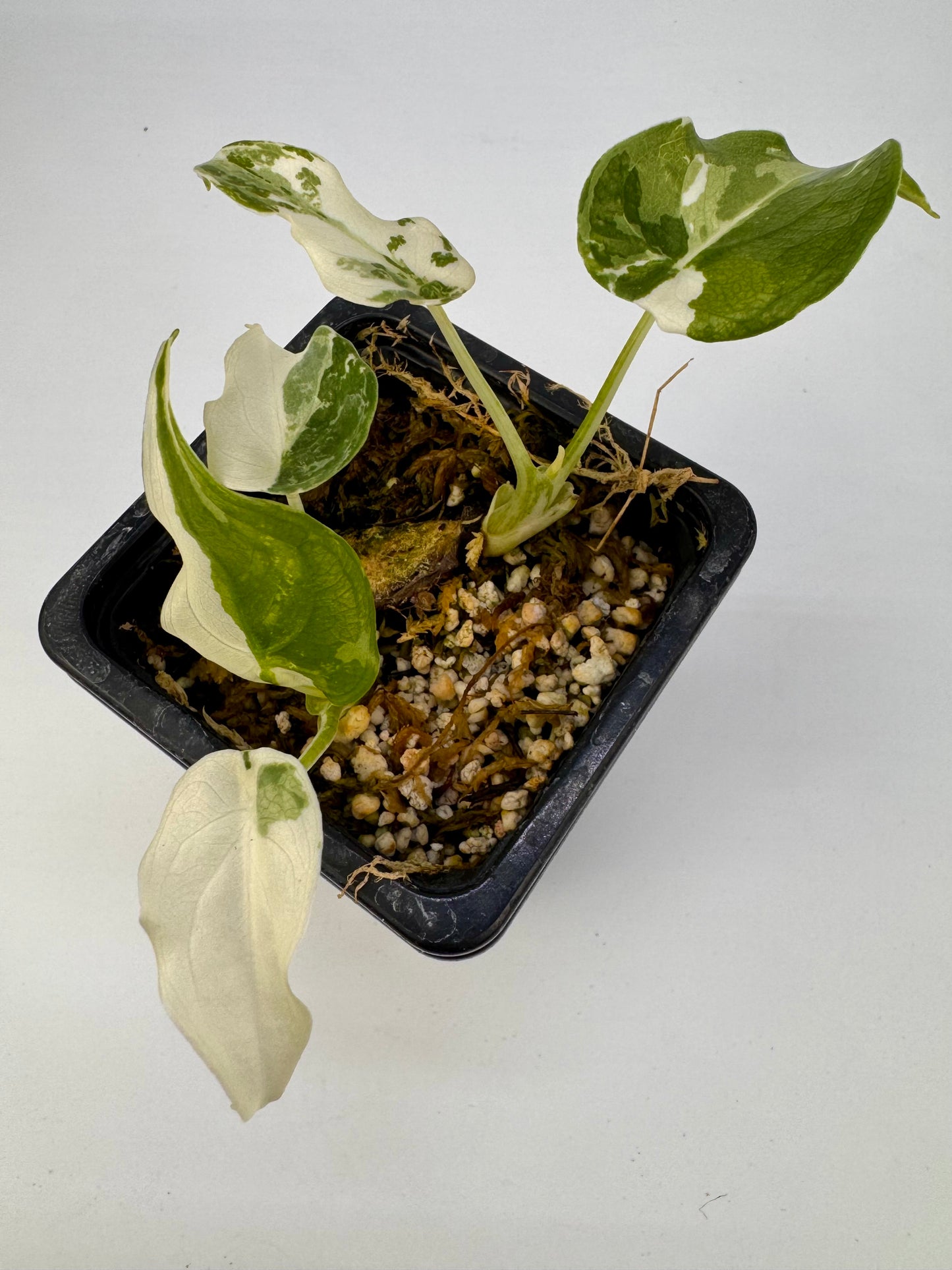 Alocasia Cuculatta « Wagyu » Albo Variegata