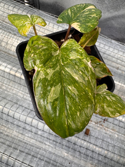 Homalomena Rubescens Pink Mutation Variegata
