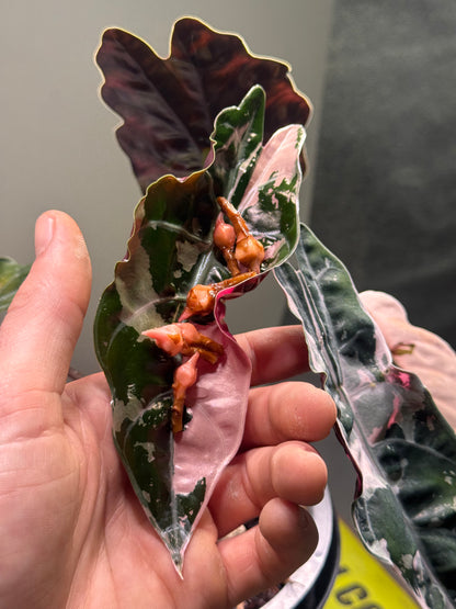 Alocasia Chantrierii Pink Variegata - Bulbe