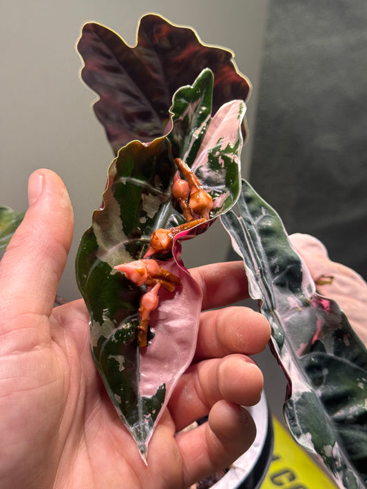 Alocasia Chantrierii Pink Variegata - Bulbe