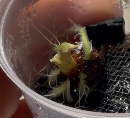 Root Starter / Pot de croissance pour bulbes