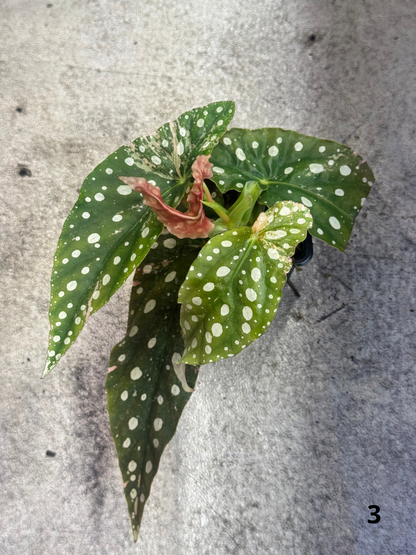 Bégonia Maculata Pink Variegata