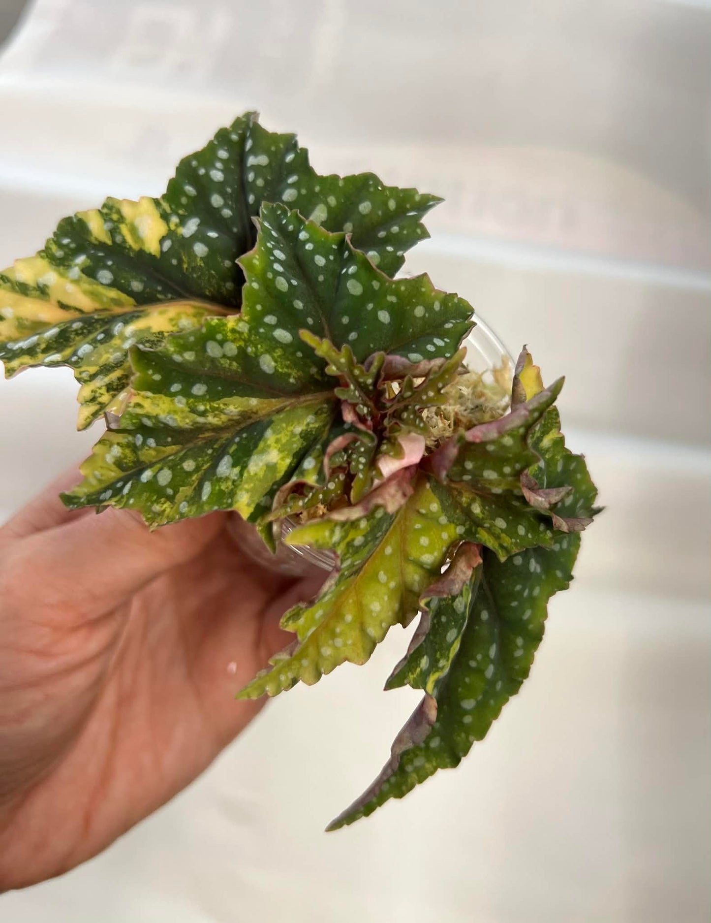 Begonia Izumo