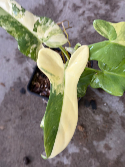 Philodendron Bipennifolium Variegata