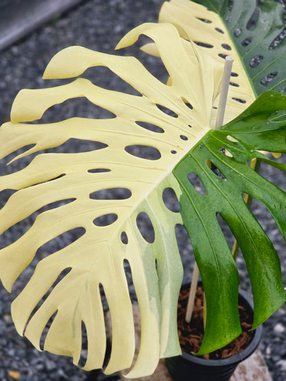 Monstera Deliciosa Albo
