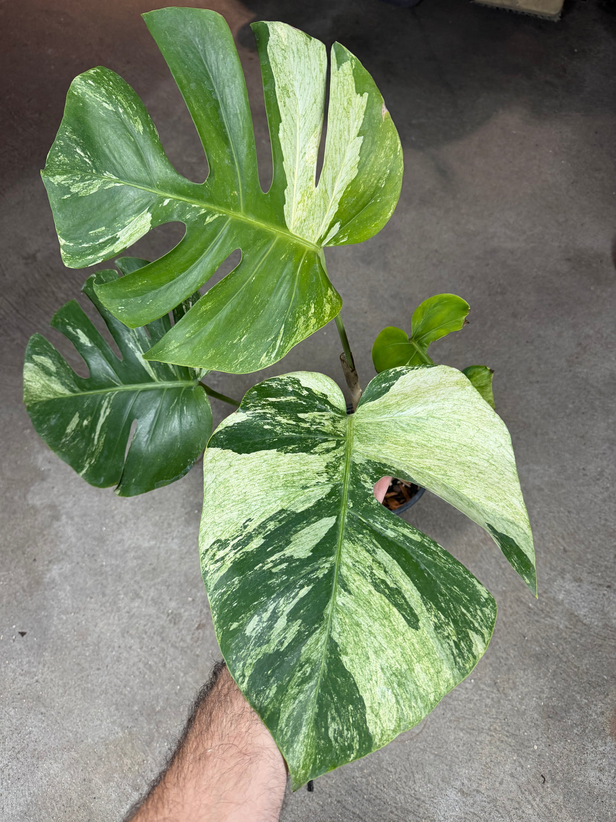 Monstera Jungle Mint