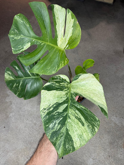 Monstera Jungle Mint