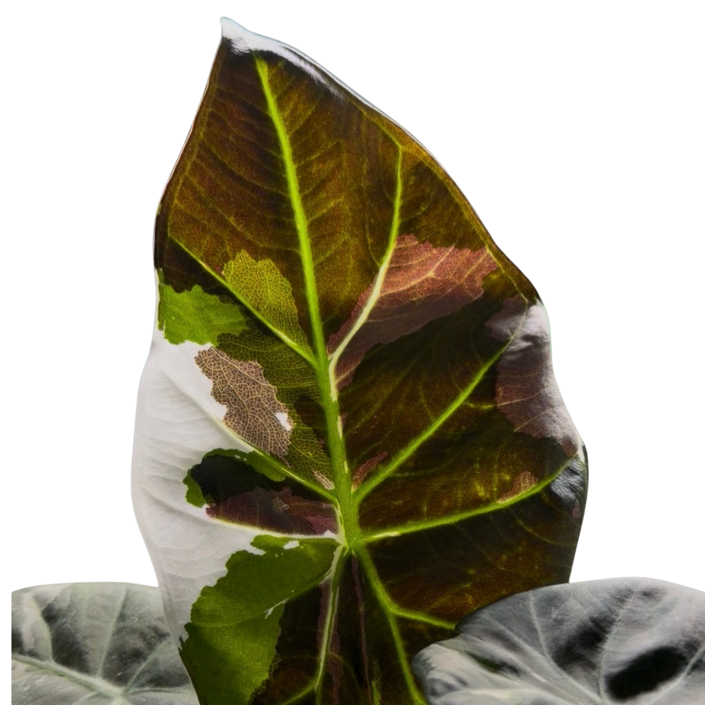 Alocasia Regal Shield Pink/Albo - Bulbe