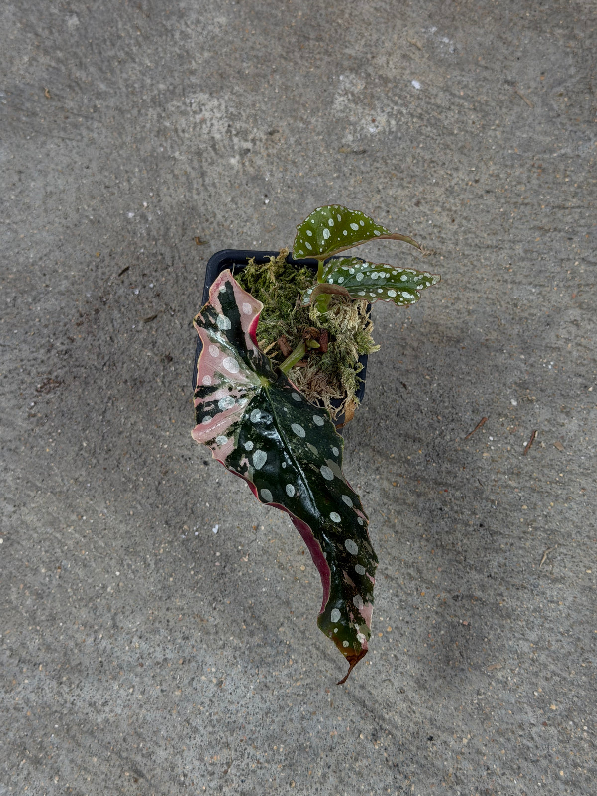 Bégonia Maculata Pink Variegata