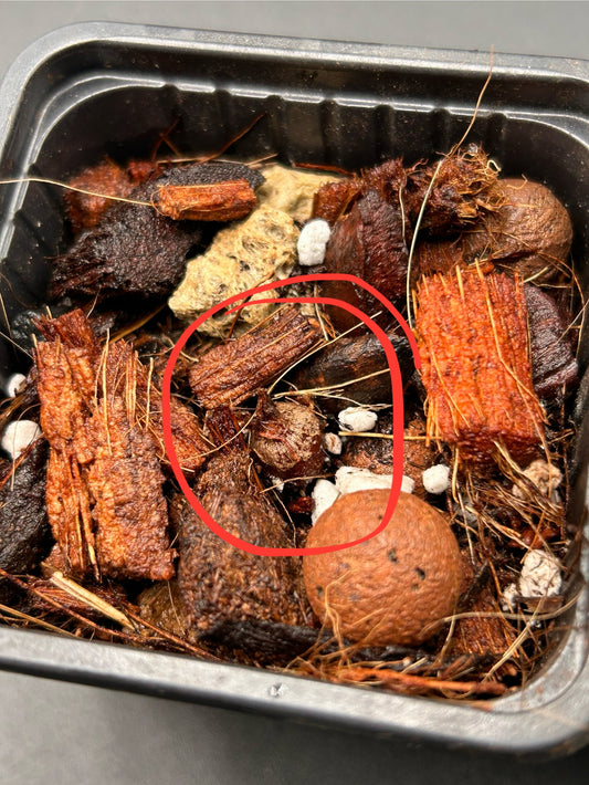 Bulbes Azlanii x 2 - Sur Mesure