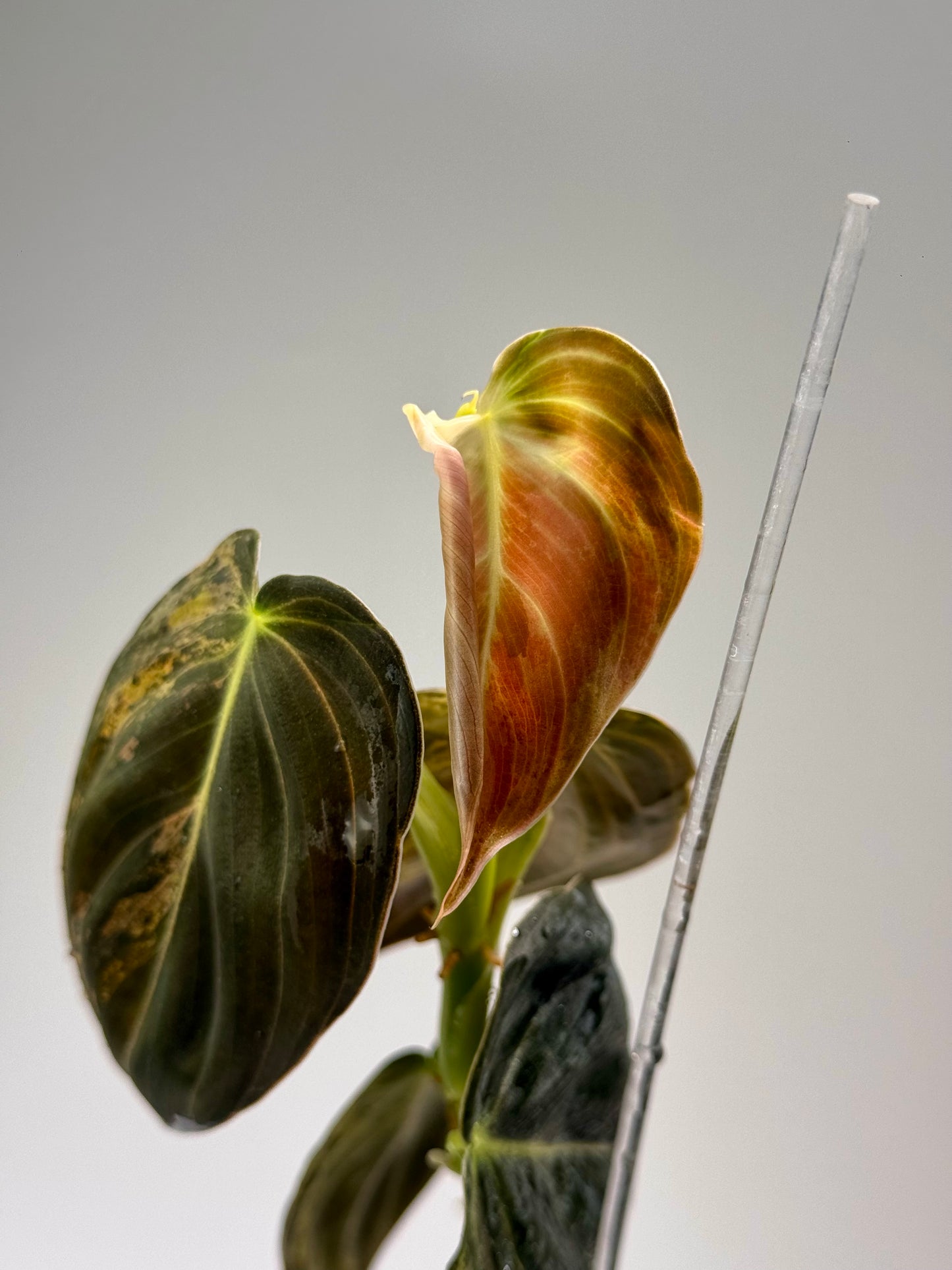 Philodendron Melanochrysum Variegated TC (Acclimated)