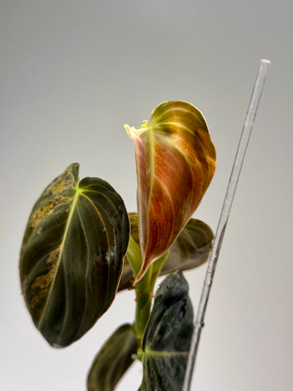 Philodendron Melanochrysum Variegated TC (Acclimated)