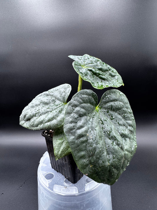 Anthurium Besseae AF X Luxurians Green and White Plants