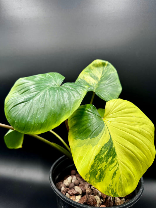 Homalomena Rubescens Aurea Variegata Green and White Plants
