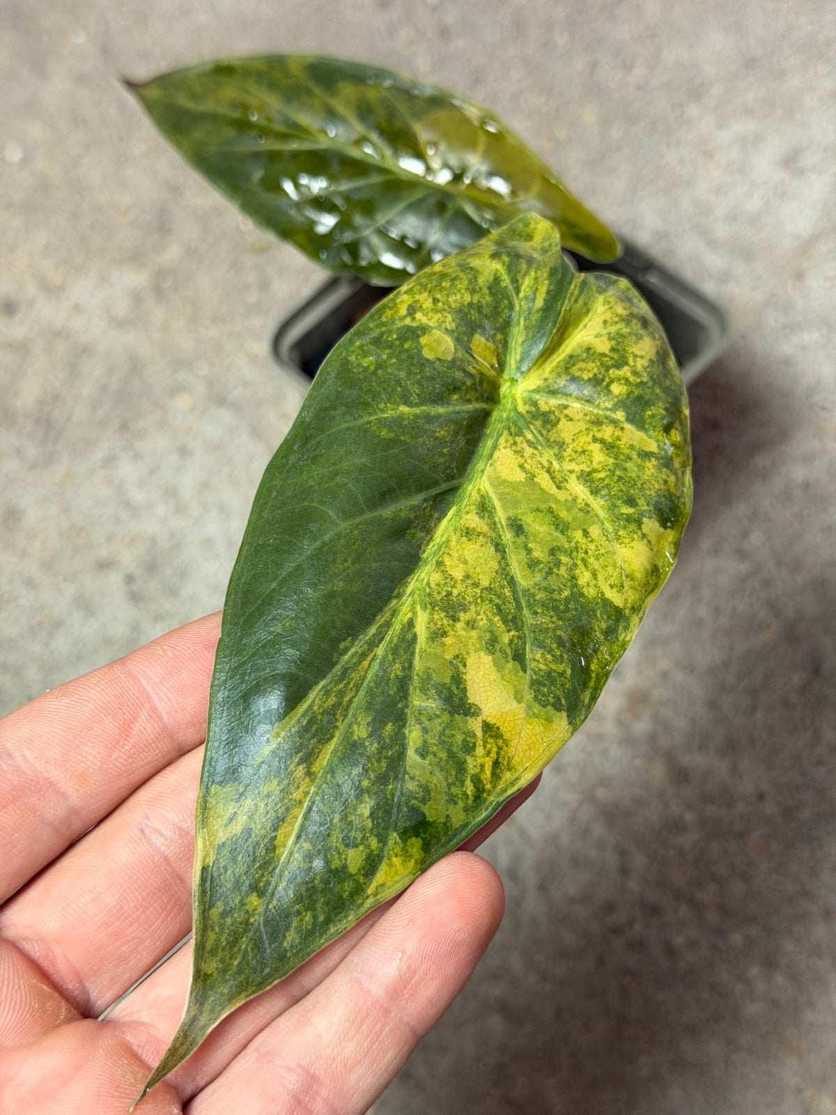 Alocasia Wentii Aurea