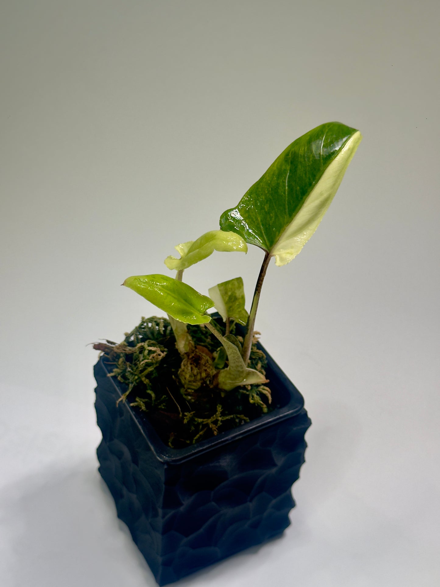 Alocasia Lauterbachiana Mint