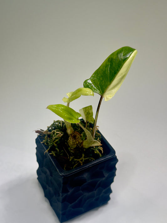 Alocasia Lauterbachiana Mint