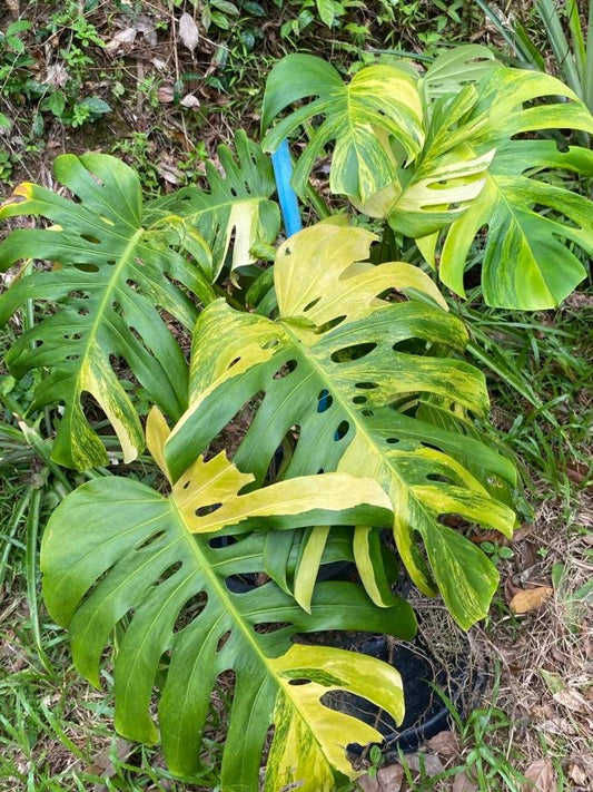 Monstera Deliciosa Borsigiana Aurea XXL - Livraison 30 jours
