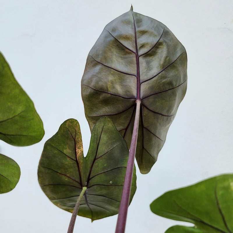 Alocasia Hybrid (Calidora x Flamingo x Infernalis) - Pre-order