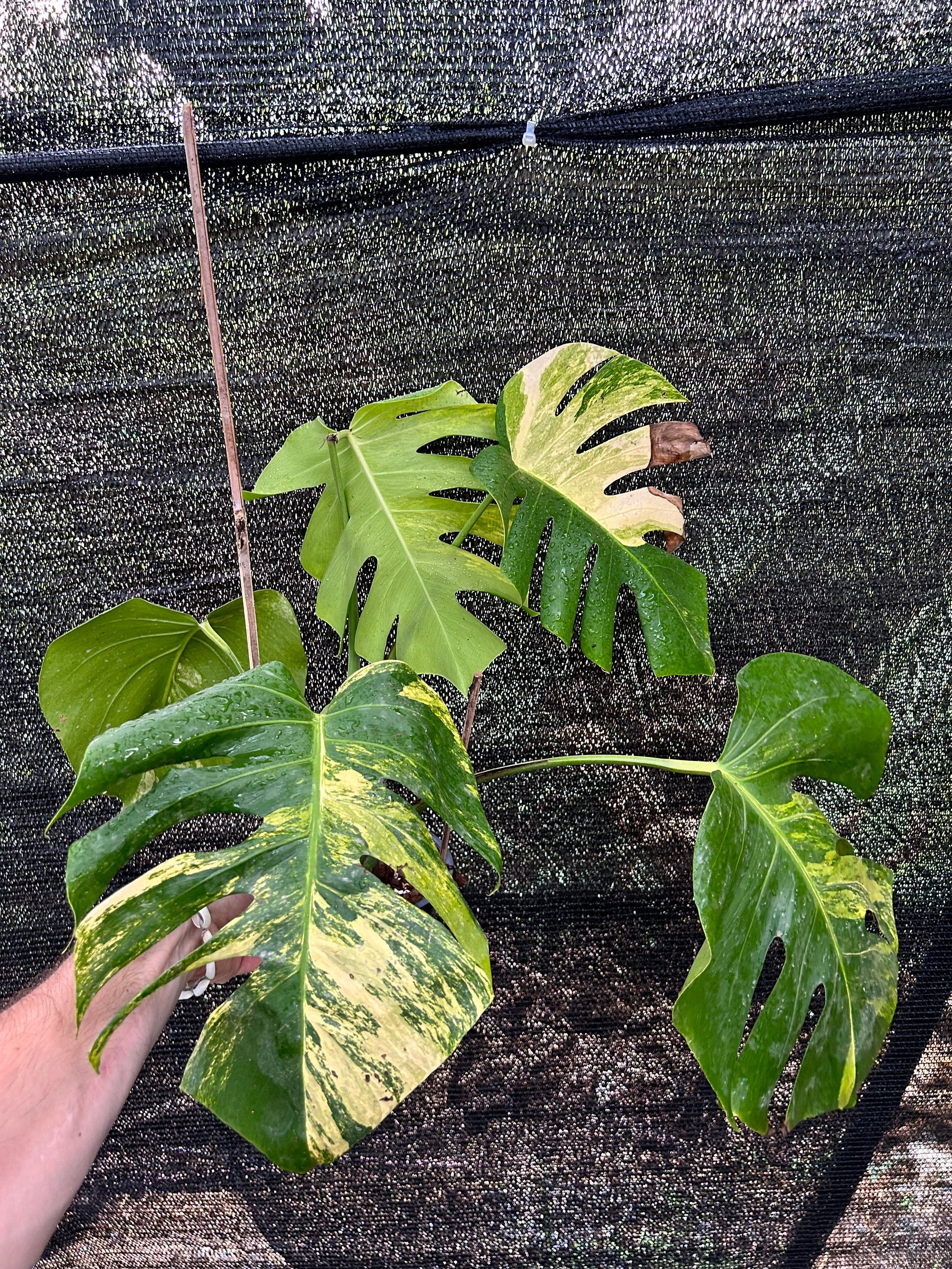 monstera aurea variegata Monstera Borsigiana Aurea Variegata