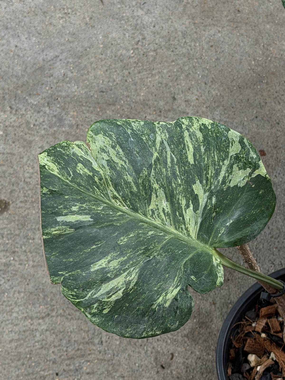 Monstera Ocean Mint